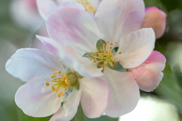 Foto apple bloesems close-up selectieve focus lente periode