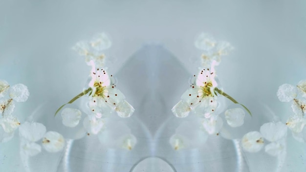 Photo apple bloom floral kaleidoscope defocused gentle organic white flower petals oil water texture air