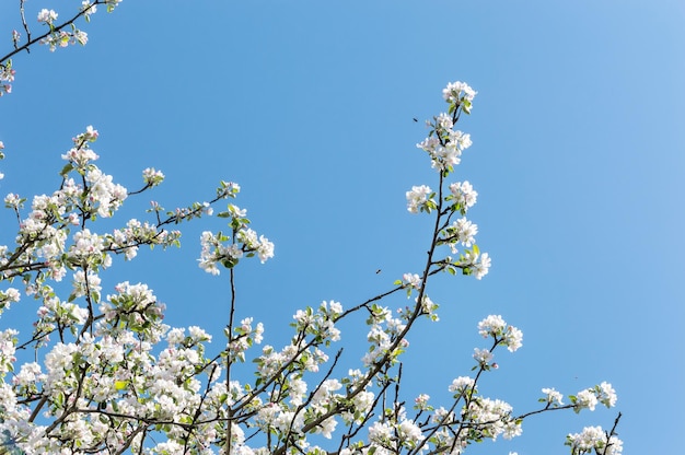 空を背景にしたリンゴの花