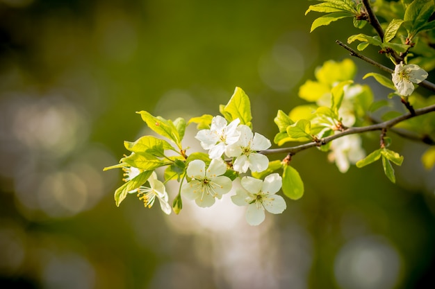 リンゴの花。リンゴの木が咲きます。ミツバチはリンゴの木の花に蜜を集めます。リンゴの花の上に座っている蜂。春の花