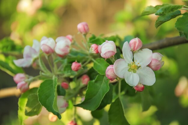 Apple blossom on blurred background