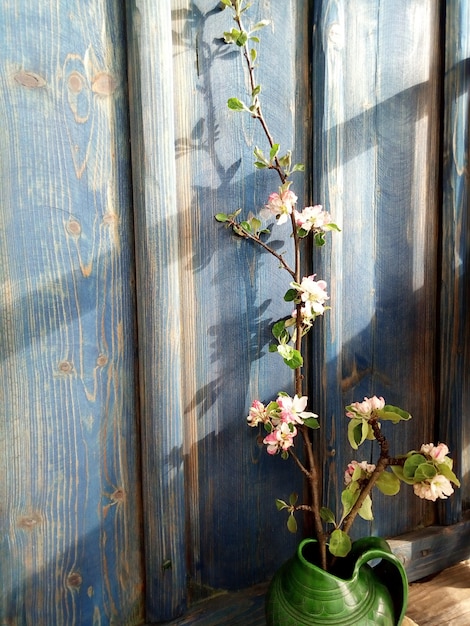 リンゴの花の枝の青い壁