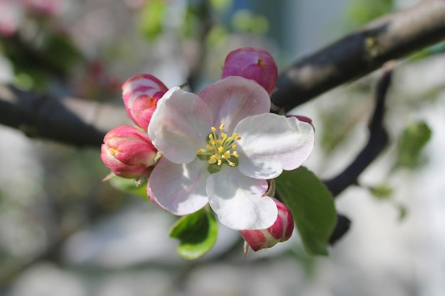 Foto il fiore di melo sul ramo sta fiorendo