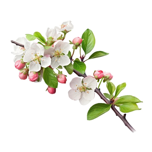 在透明的背景上隔離的<unk>果花枝 在春季開花的樹枝 PNG 生成人工智能