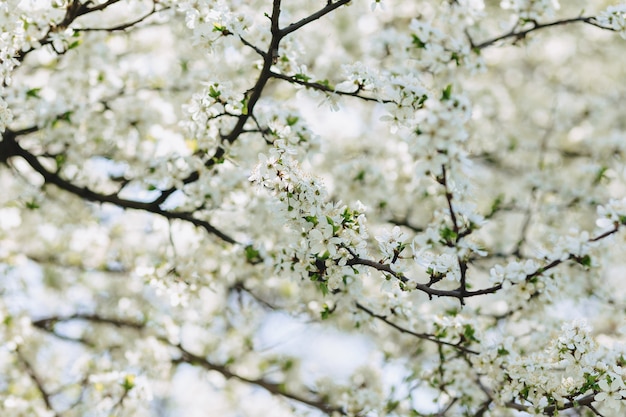 Apple blossom or cherry blossom on a sunny spring day