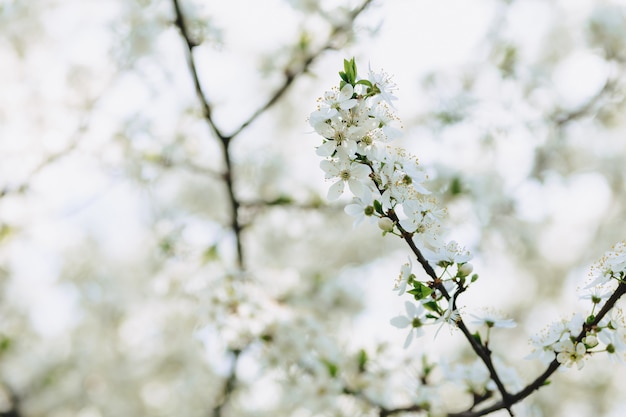 Apple blossom or cherry blossom on a sunny spring day