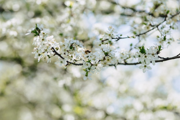 リンゴの花や晴れた春の日に桜