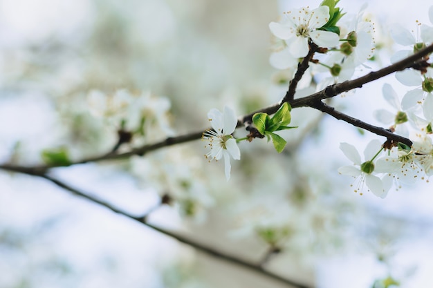 リンゴの花や晴れた春の日に桜