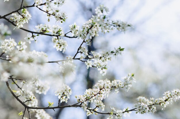 Apple blossom or cherry blossom on a sunny spring day