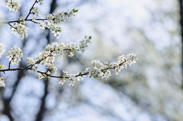 Apple sboccia o fiore di ciliegio in una giornata di sole primaverile
