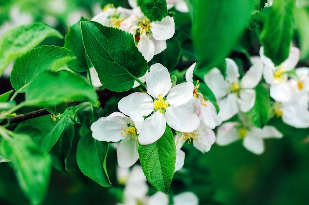 庭のリンゴの花のクローズアップ。