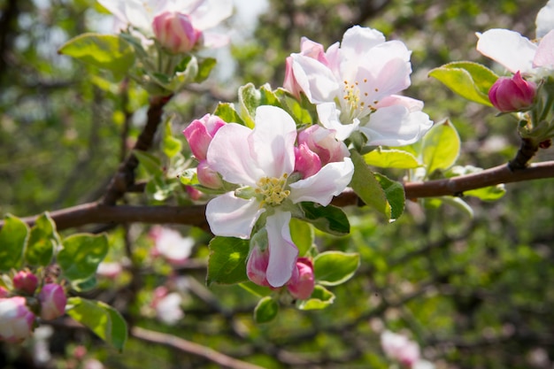 Fiore di melo da vicino primavera