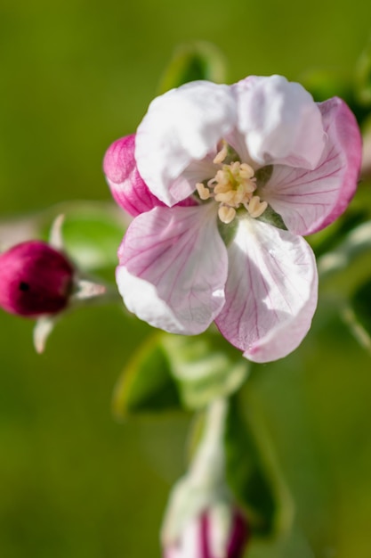 Apple blossom in spring malus