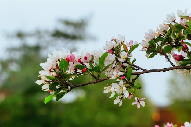 空に対して木にリンゴの花