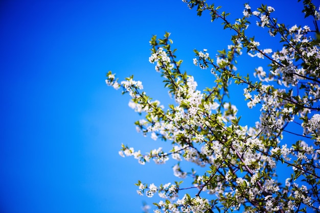 Fiore di melo sulla primavera dell'albero