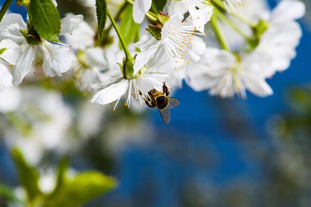 Apple blossom on tree spring time