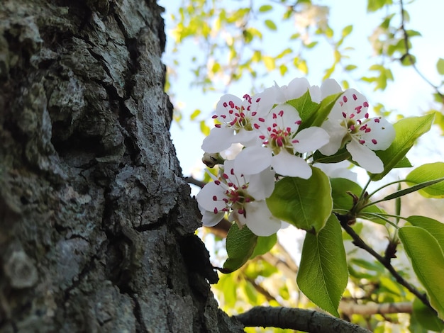 Photo apple blossom