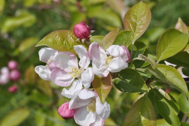 Apple blossom