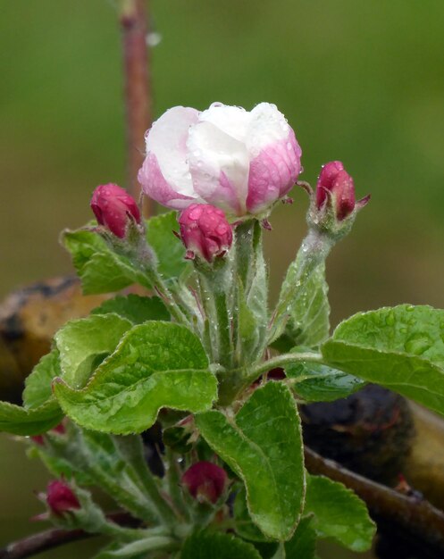 Apple blossoms after the rain