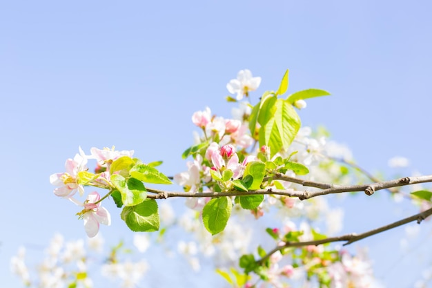 Apple blossoms against a soft blue sky. Spring flowering orchard, awakening of nature.