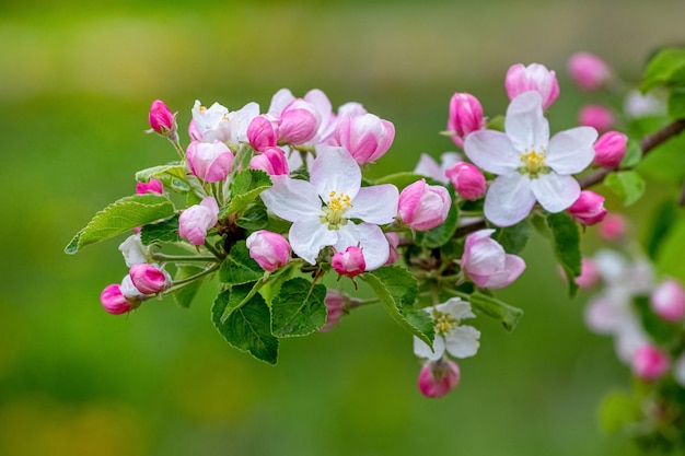 リンゴの花。緑のぼやけた背景に花とつぼみを持つリンゴの木の枝