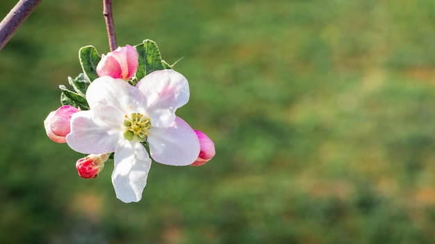 リンゴの花。緑の草の上のリンゴの木の花