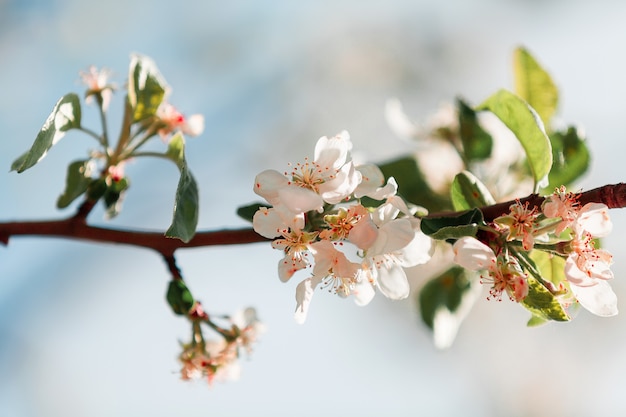 Apple blossoms are blooming in bright sunlight.