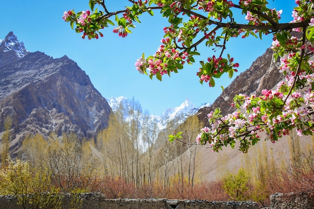 パキスタンのカラコルム山脈のリンゴの花と美しい風景。