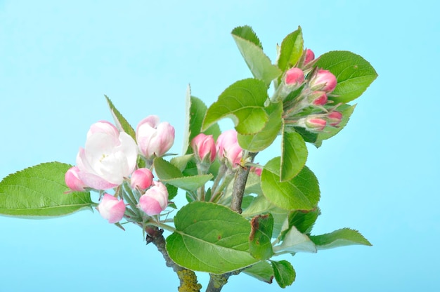 Foto fiori di melo su sfondo blu