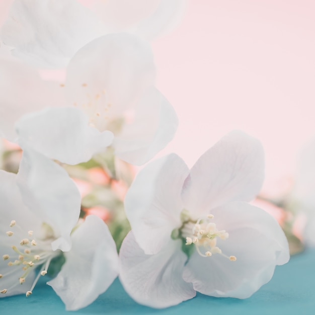 Apple blossoms over blurred color 