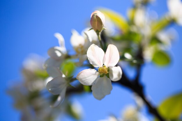 Apple blossoms over blurred nature background