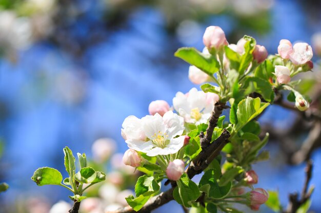 Apple blossoms over blurred nature background