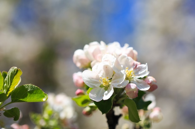 Apple blossoms over blurred nature background