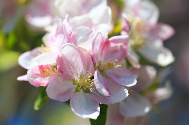 Apple blossoms over blurred nature background