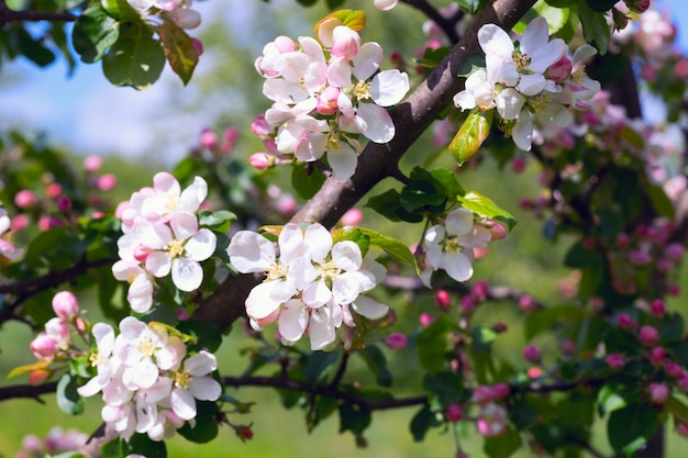 Apple blossoms close up .