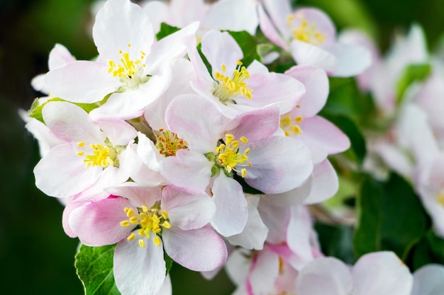 リンゴの花。木の上のピンクのリンゴの花がクローズアップ