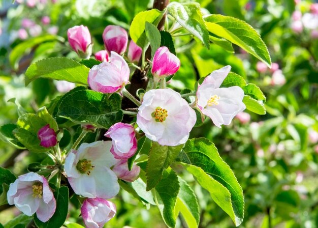 春の枝の花リンゴの木のリンゴの花