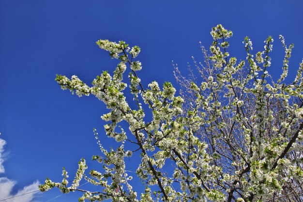 山の春のリンゴの花