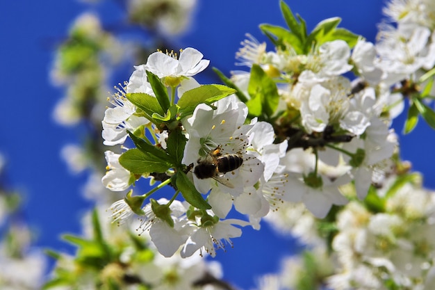 Apple blossoms in spring in the mountains