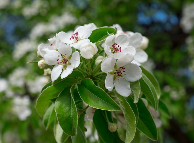 Apple blossoms in spring on white background