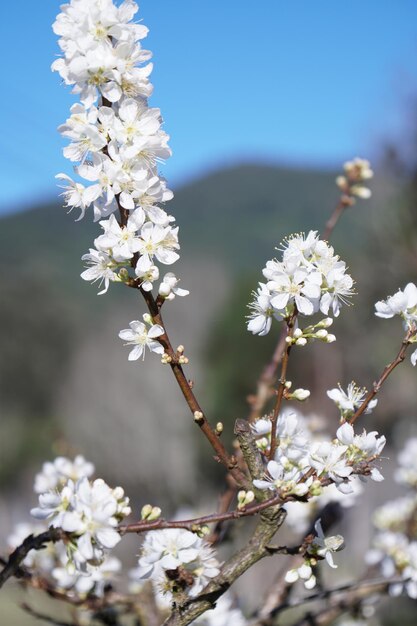 Apple blossoms in spring