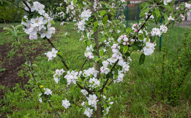 Foto fiori di mela in primavera