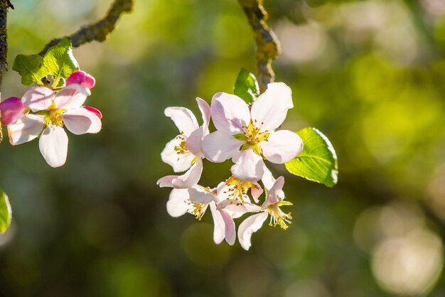 日光の下でリンゴの花がクローズアップ。