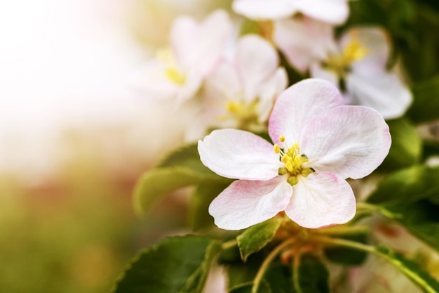 晴れた日のクローズ アップの木にリンゴの花