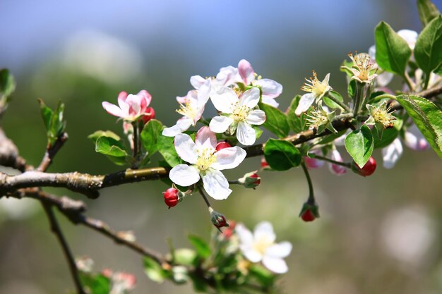 柔らかい背景を持つリンゴの花と白とピンクのリンゴの花の接写