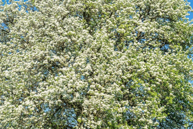 apple blossoms