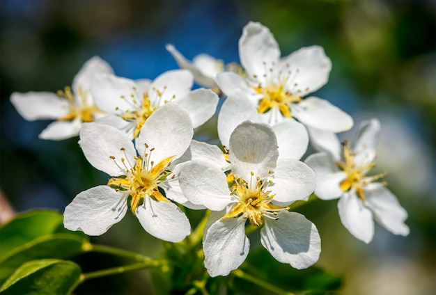 Apple boom bloeiende bloemen