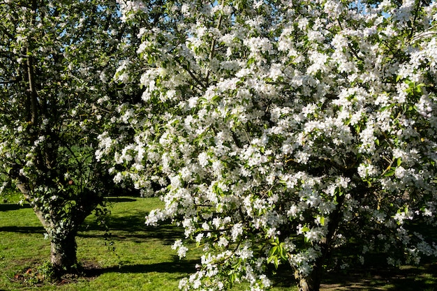 Apple-boomgaard in bloei in de lente onder de zon en de blauwe hemel