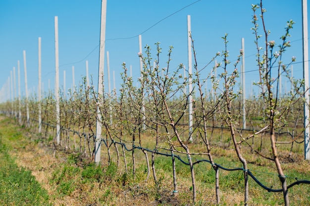 Apple-boomgaardtuin in de lente met rijen van bomen met bloesem.