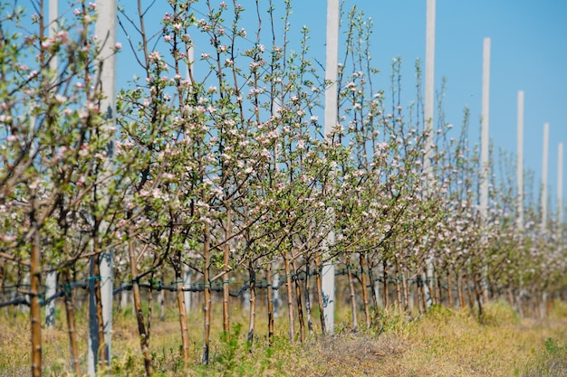 Apple-boomgaardtuin in de lente met rijen van bomen met bloesem.